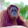 orangs outans biphonation evolution langage humain couv