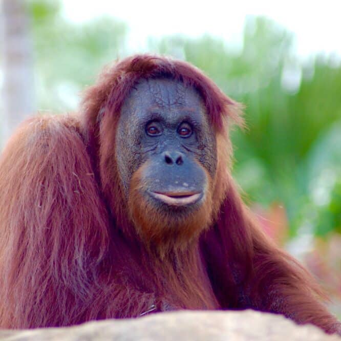 orangs outans biphonation evolution langage humain couv
