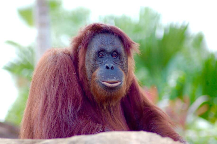 orangs outans biphonation evolution langage humain couv