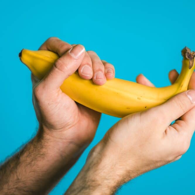 origine masturbation primates