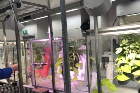 plantes interieur purifier air composes petrole