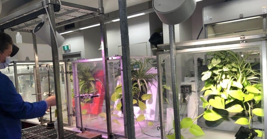 plantes interieur purifier air composes petrole