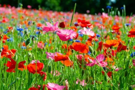 prairies fleurs sauvages pelouses