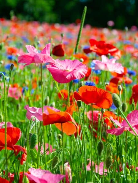 prairies fleurs sauvages pelouses