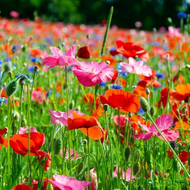 prairies fleurs sauvages pelouses