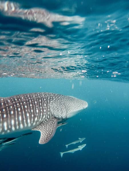 requin baleine comportement alimentaire