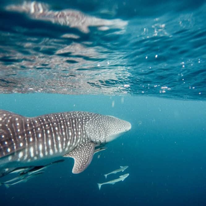 requin baleine comportement alimentaire