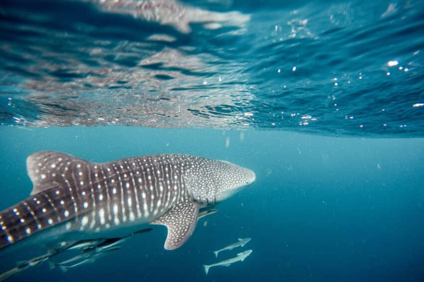 requin baleine comportement alimentaire