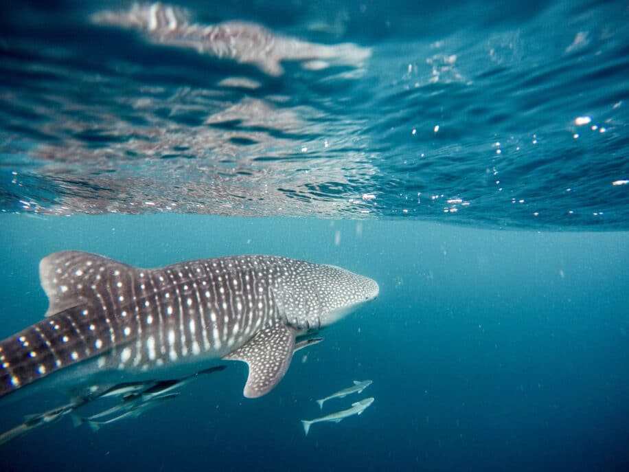 requin baleine comportement alimentaire