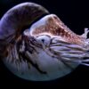 animaux marins actuels survecus dinosaures couv