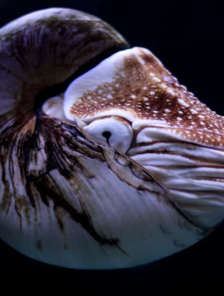 animaux marins actuels survecus dinosaures couv