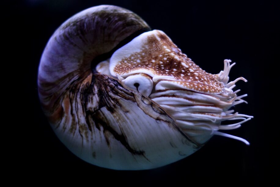 animaux marins actuels survecus dinosaures couv