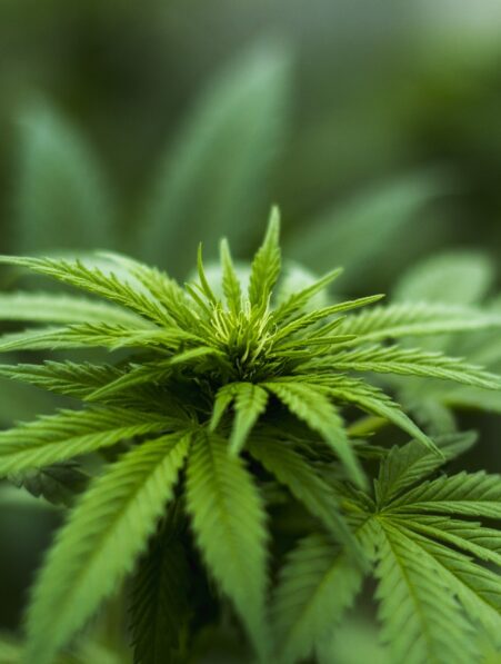 cannabis changement epigenetique