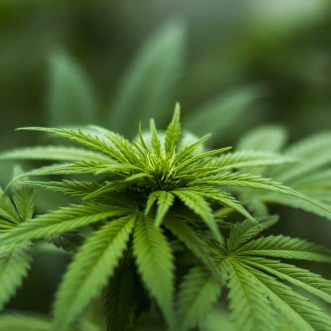 cannabis changement epigenetique