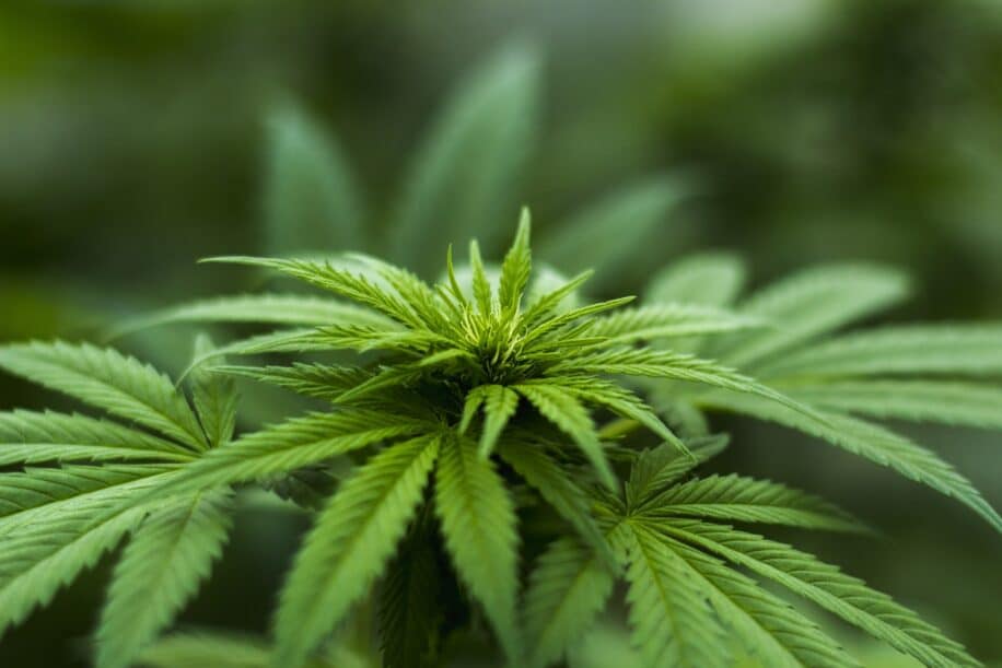 cannabis changement epigenetique