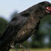 corbeaux capacites cognitives similaires primates probabilite couv