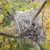 nid pie corbeau materiaux humains pic anti pigeons couv