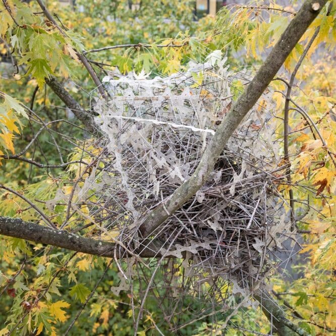 nid pie corbeau materiaux humains pic anti pigeons couv