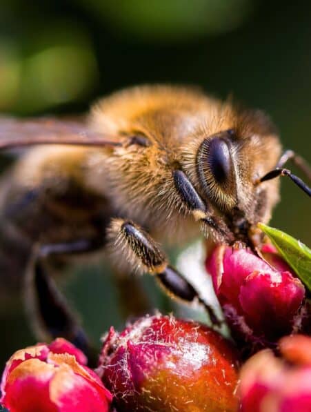 prise decision abeille