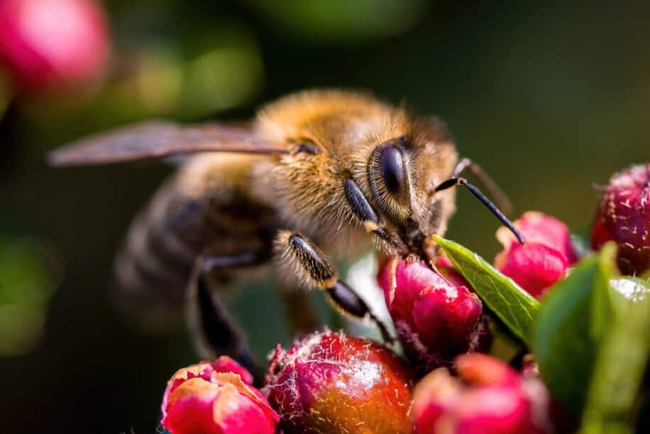prise decision abeille