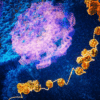 cellules souches nouvelle methode reprogrammation couv