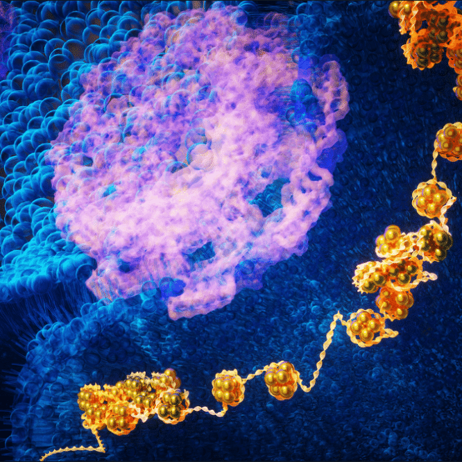 cellules souches nouvelle methode reprogrammation couv