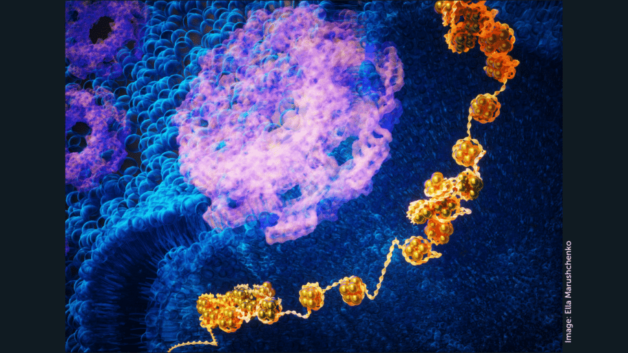 cellules souches nouvelle methode reprogrammation couv