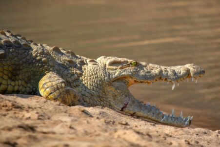 crocodile detresse bebe humain