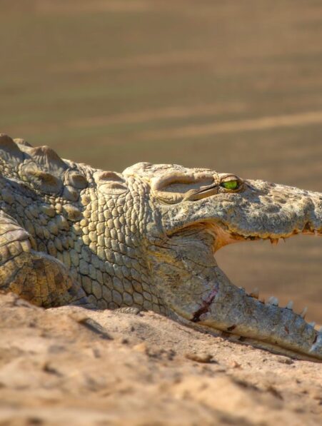 crocodile detresse bebe humain