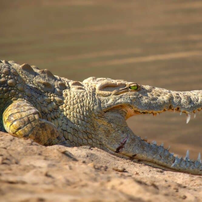crocodile detresse bebe humain