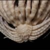 etoile mer fraise antarctique biodiversite preservation