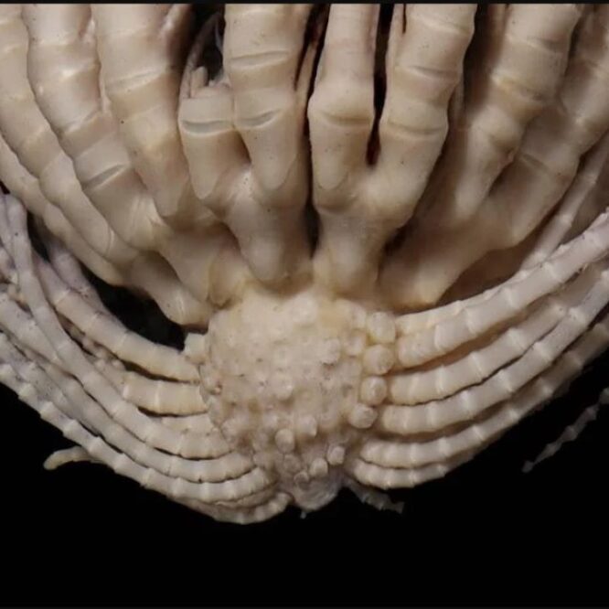 etoile mer fraise antarctique biodiversite preservation