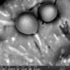 spherule ocean pacifique origine extrastellaire couv