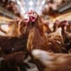 IA decode langage emotions poulet bien etre animal