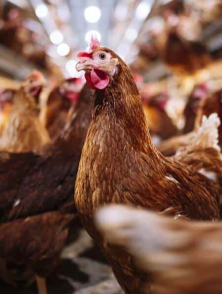 IA decode langage emotions poulet bien etre animal