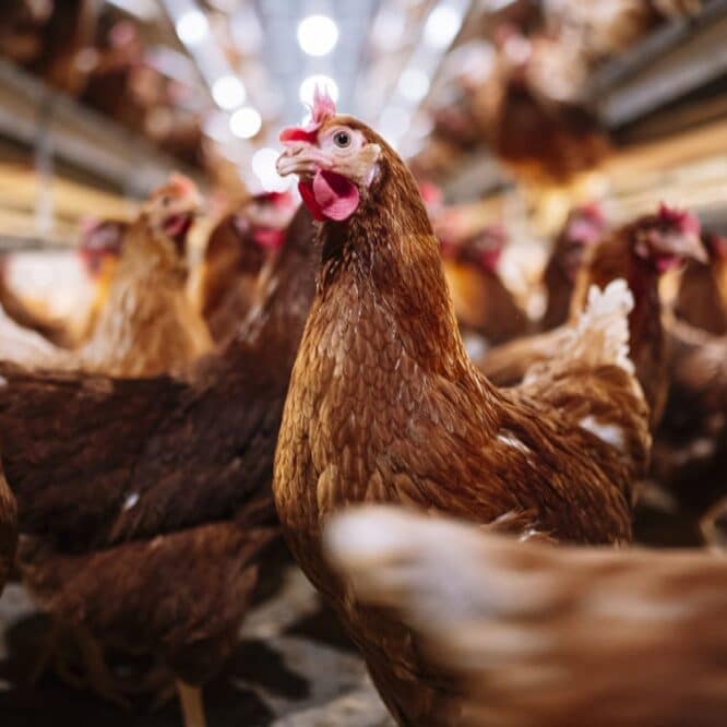 IA decode langage emotions poulet bien etre animal