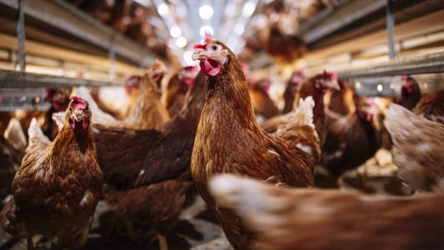 IA decode langage emotions poulet bien etre animal