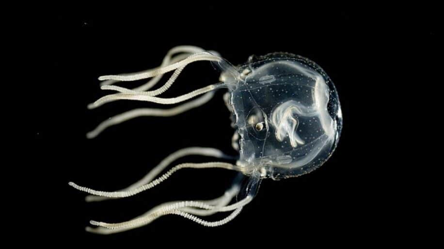 capacite cognitive meduse memorisation apprentissage couv