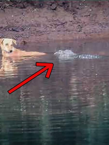 crocodiles sauvent chien couv 2