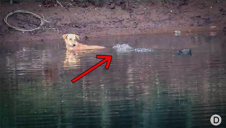 crocodiles sauvent chien couv 2
