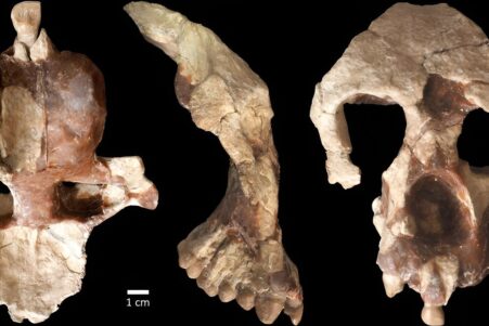 hominine question origines africaines