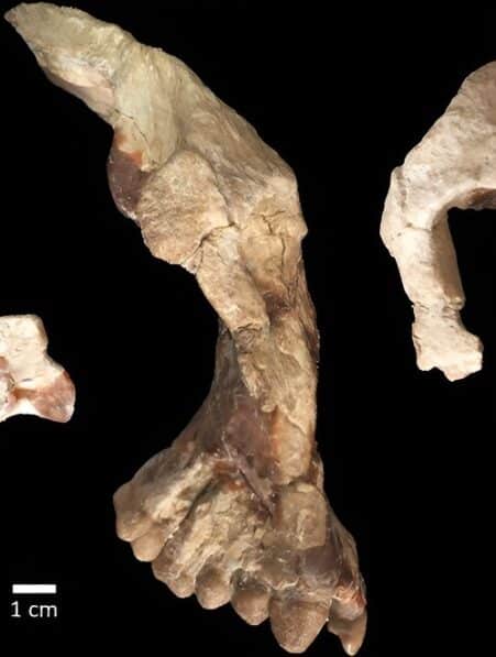 hominine question origines africaines
