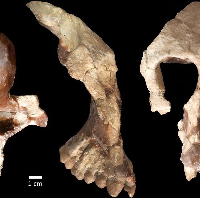 hominine question origines africaines