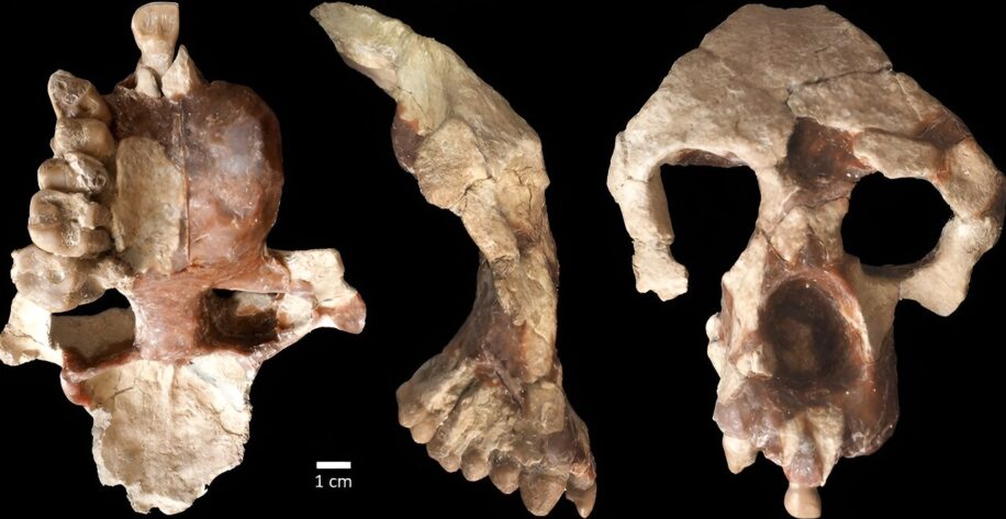 hominine question origines africaines