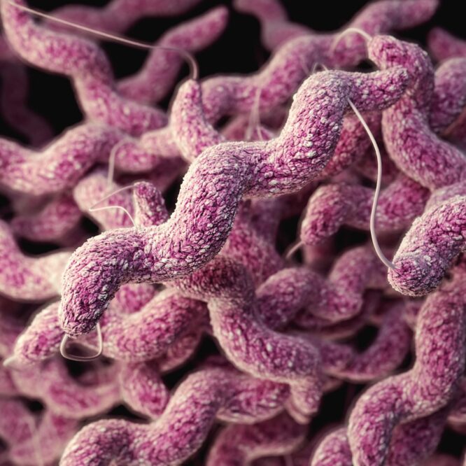 microbes intestinaux alzheimer
