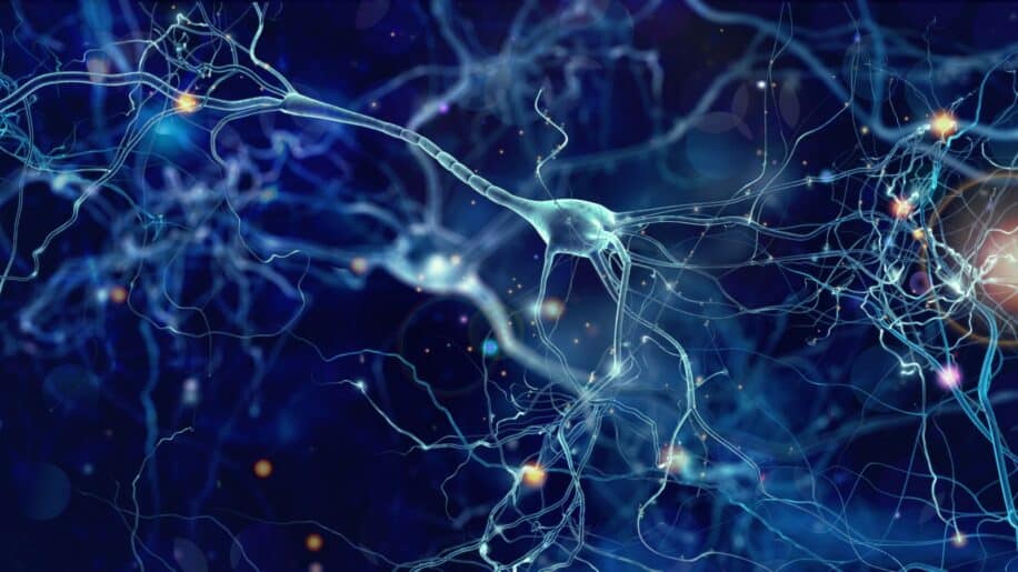 nouveau type cellules cerebrales glutamate neuroscience couv