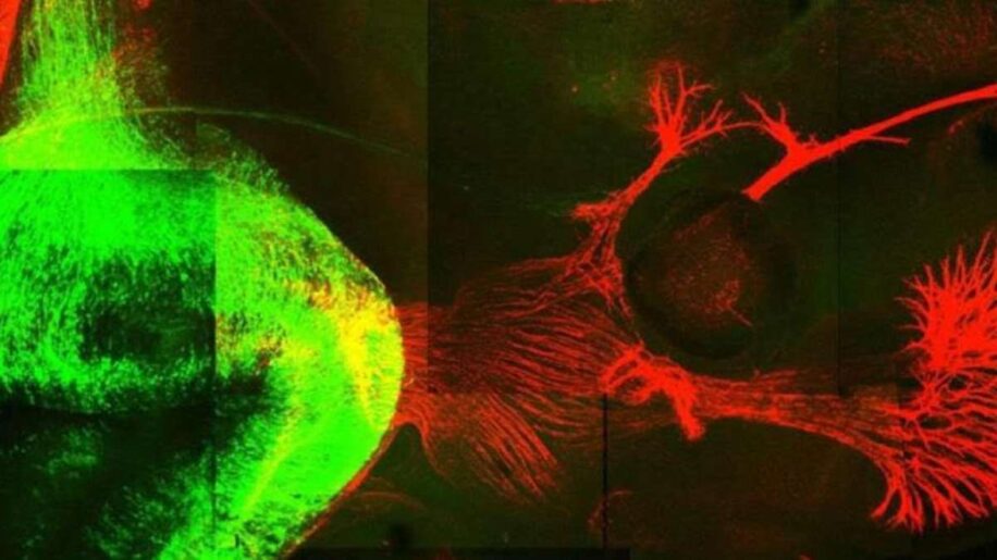 regenener neurones liaisons moelle epiniere restauration marche souris couv