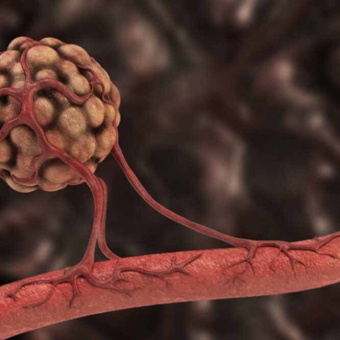 role antioxydants developpement vaisseaux sanguins cancer