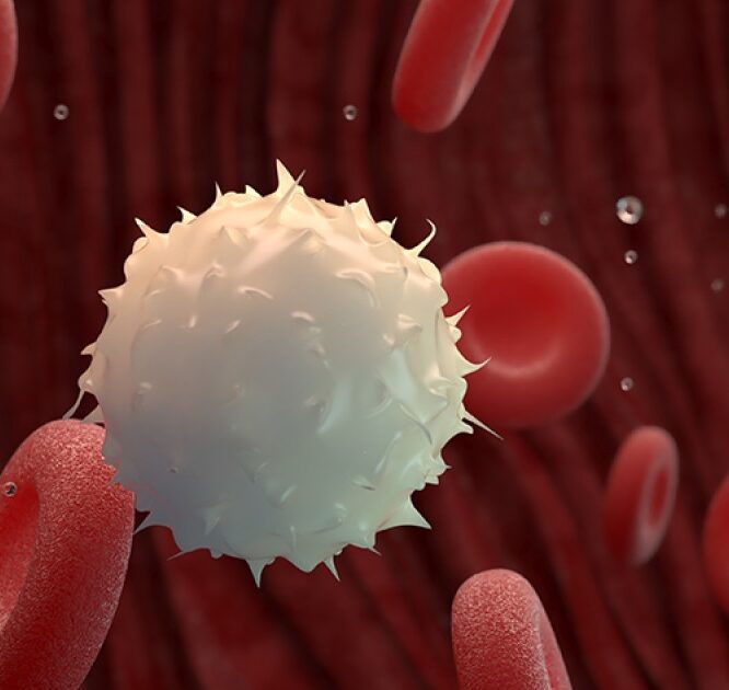 vaccin inverse maladie auto immune traitement couv