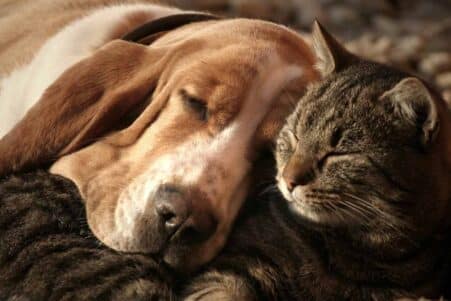 attachement humain chats chiens inegal